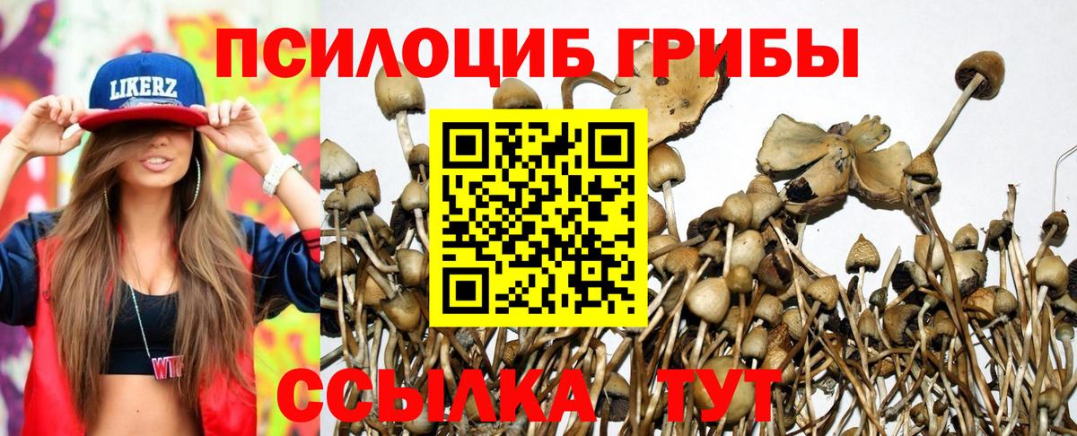 Димитровград  Псилоцибиновые грибы MAGIC MUSHROOMS  Вход с VPN 