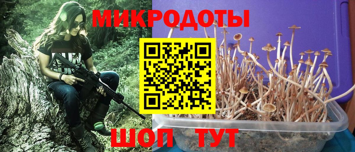 Галлюциногенные грибы Cubensis Димитровград